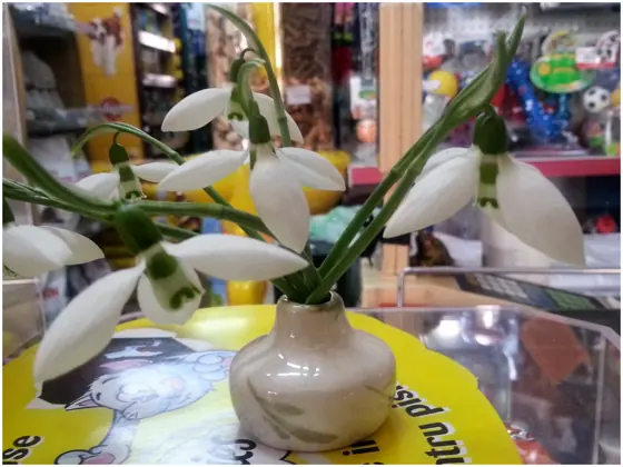 Ghiocei pe tejgheaua magazinului, cu rafturile de jucării în spate